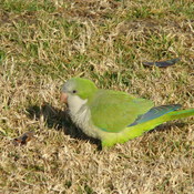 Monk Parakeet